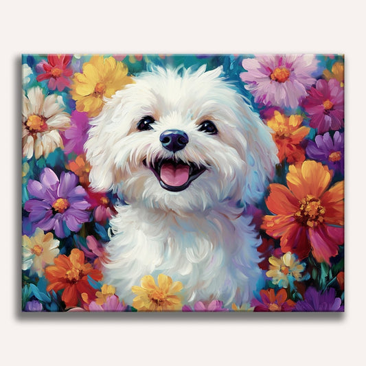 Bichon Frisé
