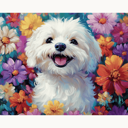 Bichon Frisé