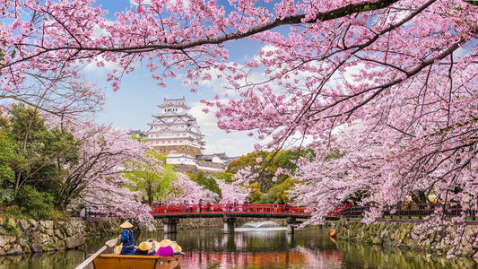 Japanische Kirschblüte auf einem Fluss