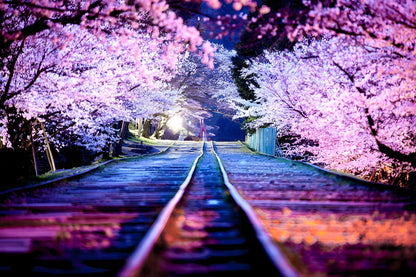 Bahnlinie und japanische Kirschblüten