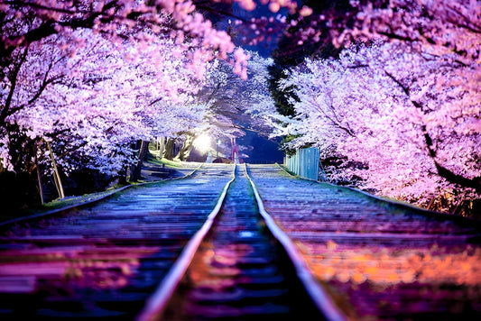 Bahnlinie und japanische Kirschblüten